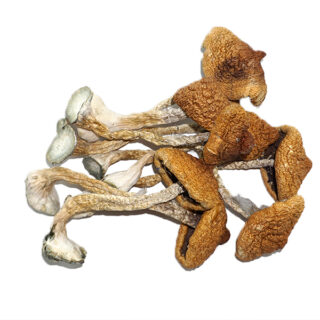 Daddy Long Legs Mushroom