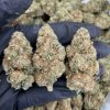Purple Punch