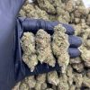 Do Si Dos Strain