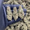 Gelatti Kush Mintz
