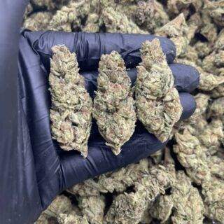 WhatsApp-Image-2021-09-27-at-5.58.38-PM-2-320x320 Gelatti Kush Mintz